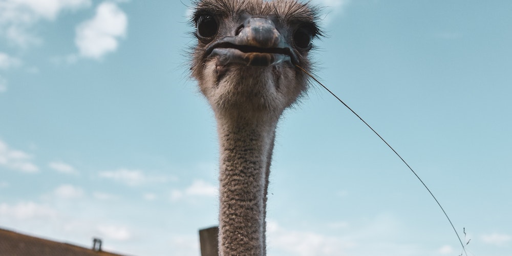 Why Are Ostrich Feathers Important?